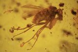 mm Fossil Fly (Diptera) In Baltic Amber #123376-2